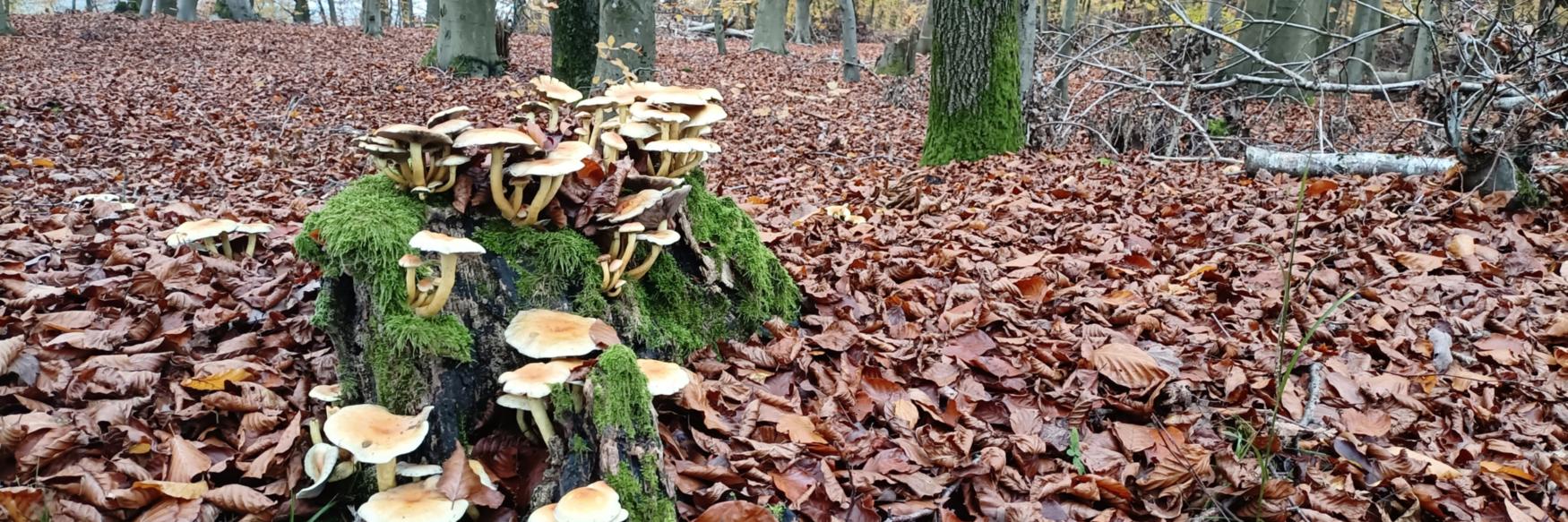 PastoralerRaumLebach